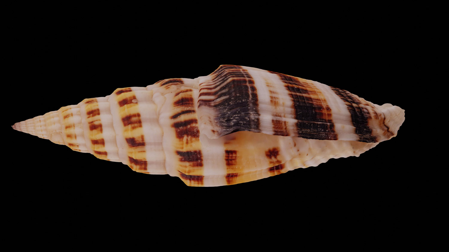 Vexillum albofulvum